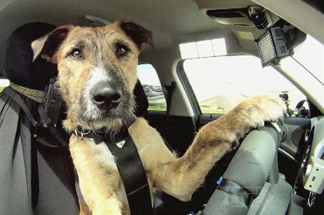 dog-driving-1200.jpg
