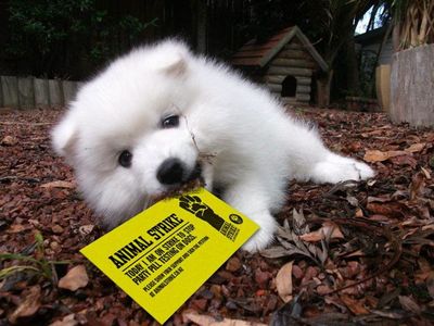 Animals on strike-thumb-400x300-131145.jpg
