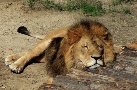 Tired Lion1.jpg