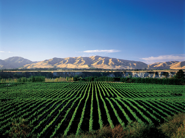 VMLY&R Auckland WINS coveted VILLA MARIA ESTATE creative account after competitive pitch
