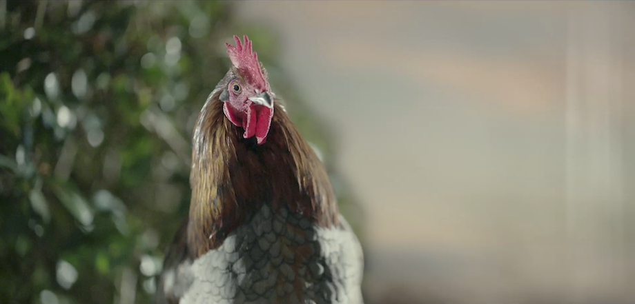 FMG launches new ‘Life’s a Dream’ campaign via BCG2 and Film Construction