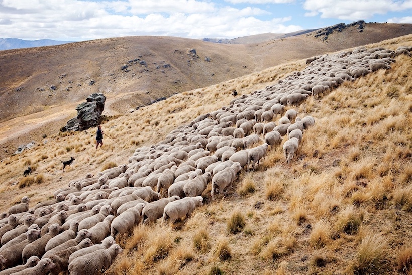 Heal the Earth: The unsung heroes of regenerative agriculture in New Zealand – A photographic exhibition by Camilla Rutherford
