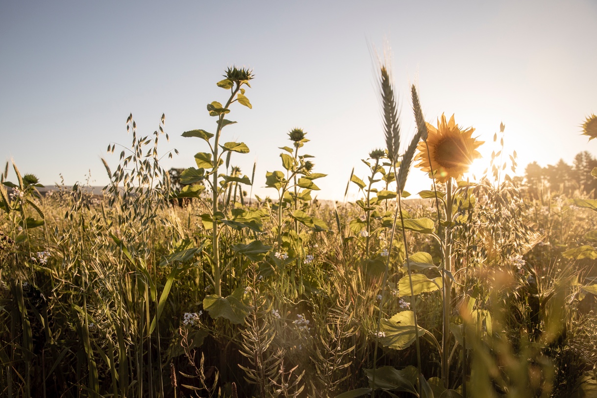 Heal the Earth: The unsung heroes of regenerative agriculture in New Zealand – A photographic exhibition by Camilla Rutherford