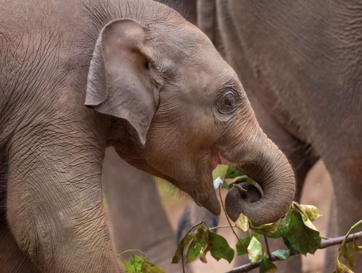 Dilmah Iced Tea taps into elephant conservation in new social media video via Digination