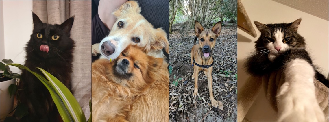 Southern Cross Pet Insurance launches The Pawsies Awards to find the best pets and vets in Aotearoa via TBWA\NZ, MBM and Breakout Room
