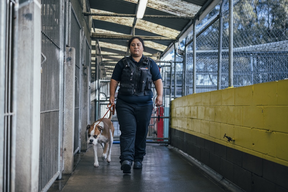 Auckland Council unleashes new campaign to tackle roaming dogs problem via Exit Films