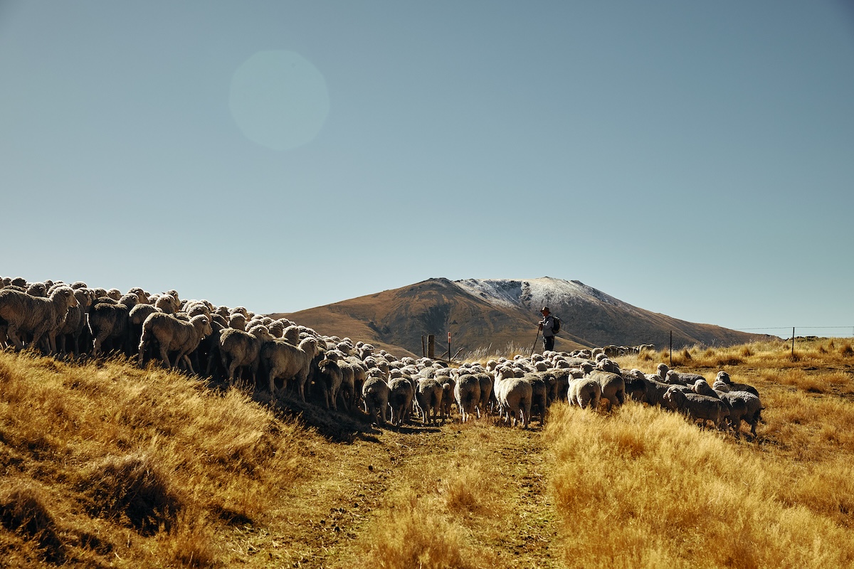 New Zealand Merino captures the heart of ethical wool in new Autumn Muster campaign